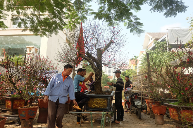 Merchants are afraid of losing Tet because the peach trees are almost in full bloom, waiting for customers with long necks - Photo 12.