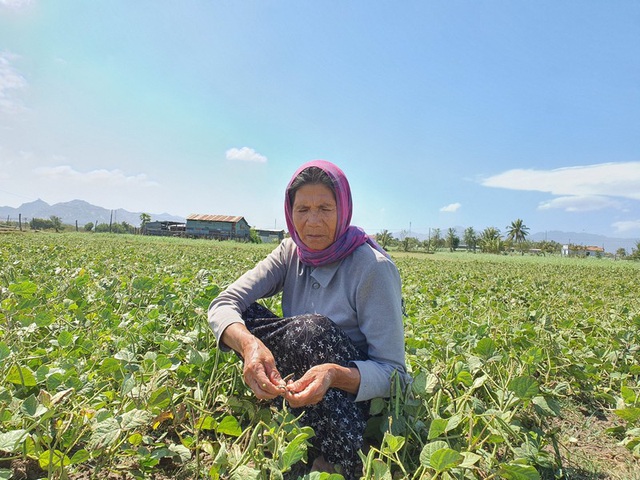 Dân Ninh Thuận bỏ lúa, trồng đậu xanh để “chạy” hạn - 3