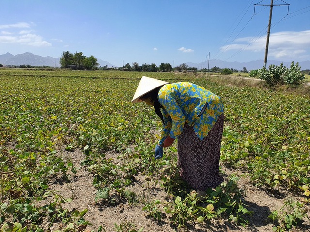 Dân Ninh Thuận bỏ lúa, trồng đậu xanh để “chạy” hạn - 2